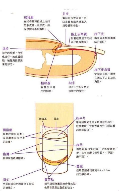 指甲部位|1